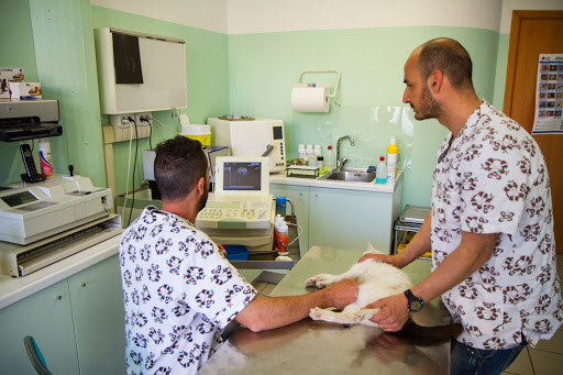 FalconaraVet, Ambulatorio Veterinario città di Falconara - Thumbnail