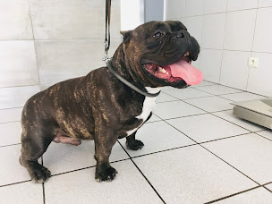 Photo n°5 de Clinique vétérinaire Chanadet-Mourier à Nîmes (Clinique vétérinaire)