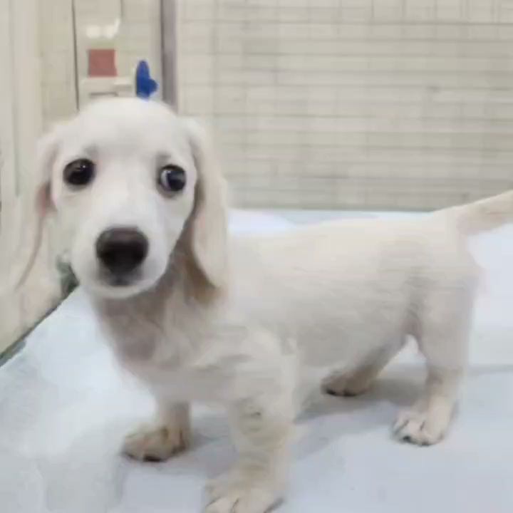 ドッグセンター勝村