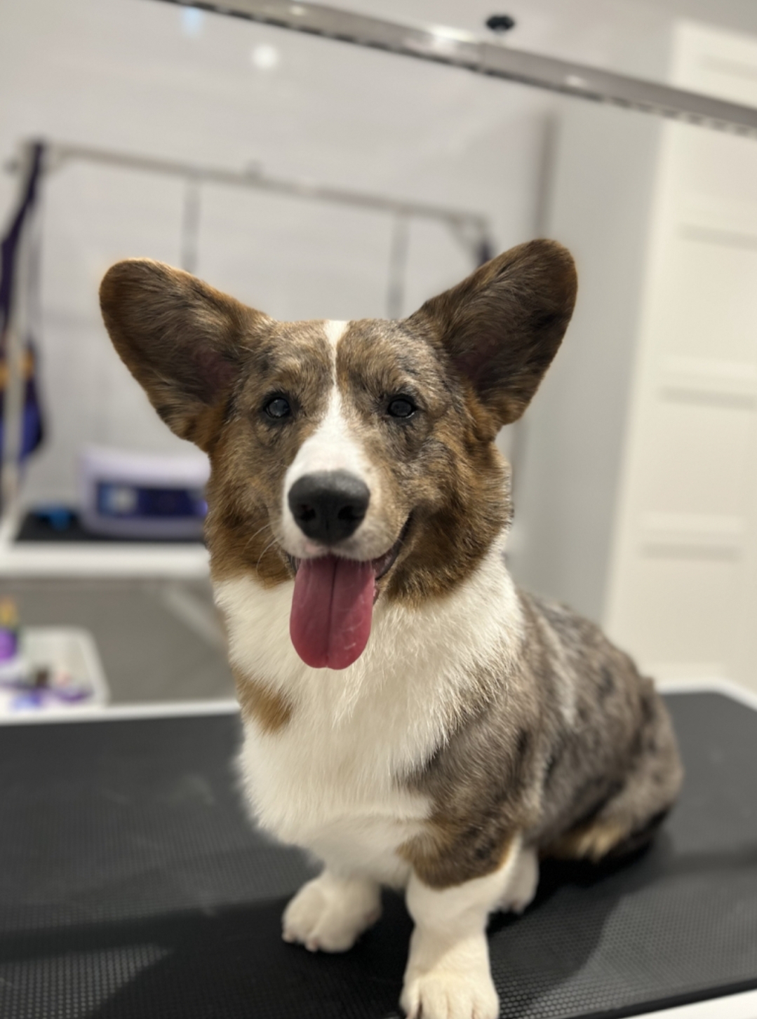 Pet village The Pet Shop - صورة 3