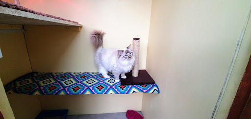 Ringtail Cattery - Visual