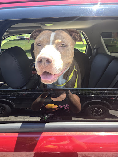 Brownsburg Pet Wellness Clinic - Thumbnail