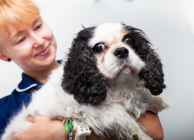 Reviews of Village Vet Queens Park in London - Veterinarian