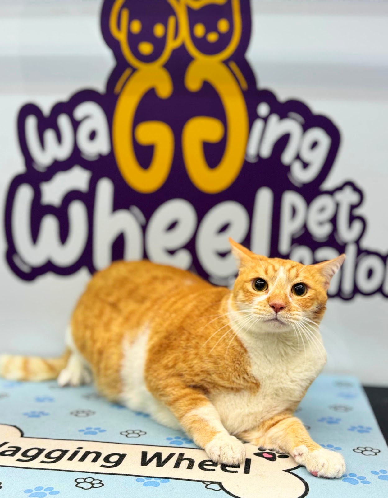 صالون بيتس بونز للحيوانات الأليفة Petsponz Mobile Pet Grooming - صورة 2