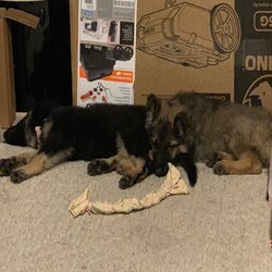 DoggyDay Inn Resort, Daycare & Grooming photo 35