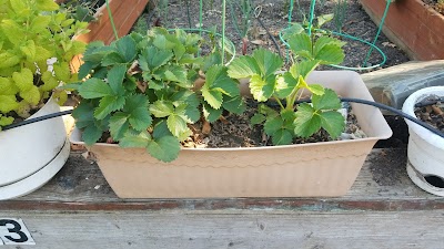 Orchard Manor Community Garden