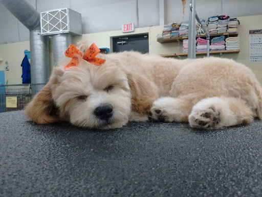 Home Away From Home Pet Spa - Thumbnail