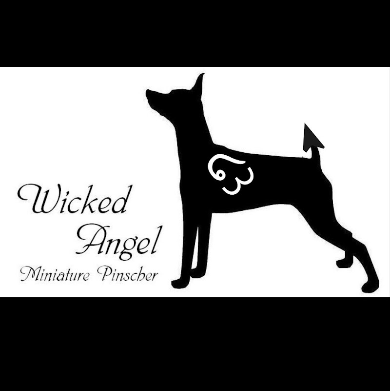 WICKED ANGEL KENNEL ミニピン専門犬舎
