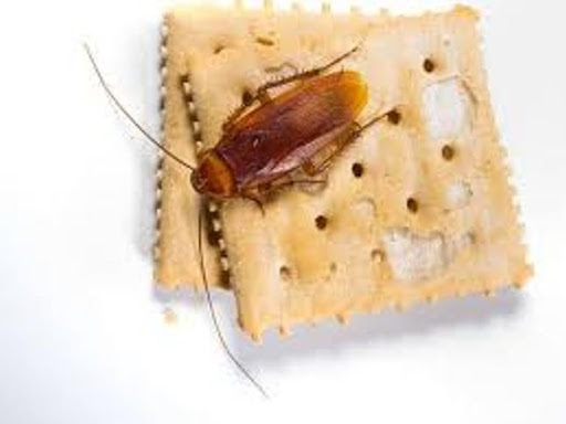 Apex Pest Solutions Pvt. Ltd