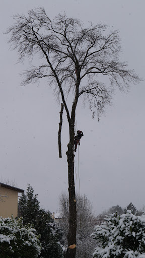 Muller Forêts
