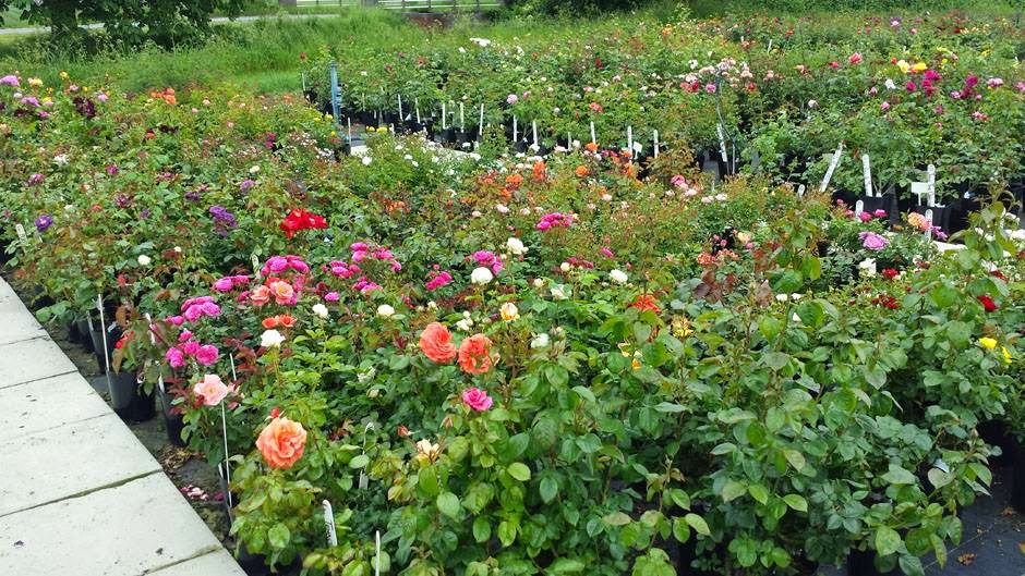 Style Roses