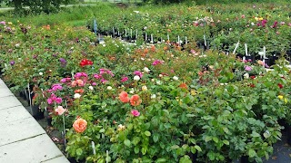 Style Roses