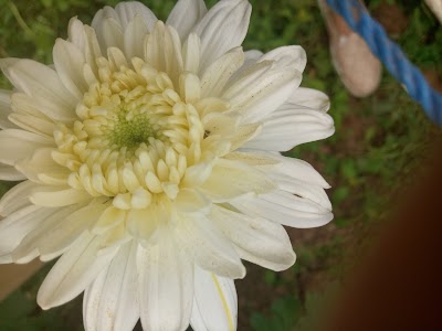 Photos of Kebun Bunga Pak Yoto