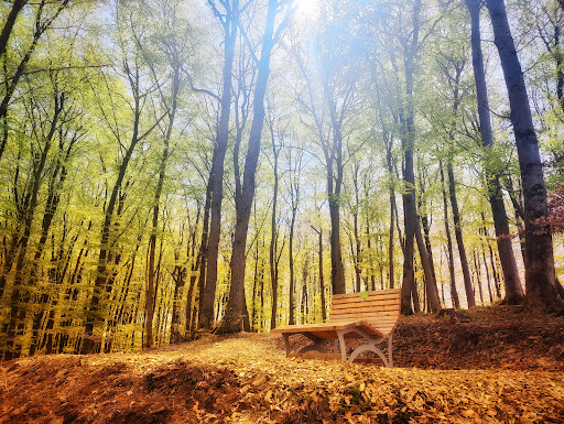 Waldsofa No. 2 Gallery - Germany