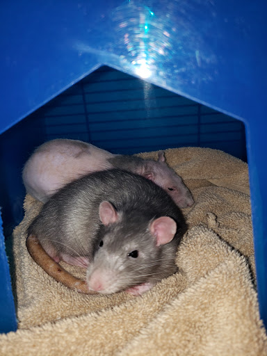 Orange Grove Animal Hospital - Thumbnail