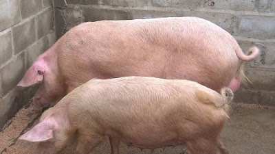 Photos of Ferme CAZN Congo