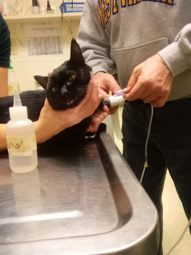 Knowles Animal Hospital - Thumbnail