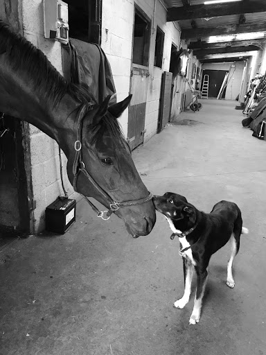 Love 4 Dogs