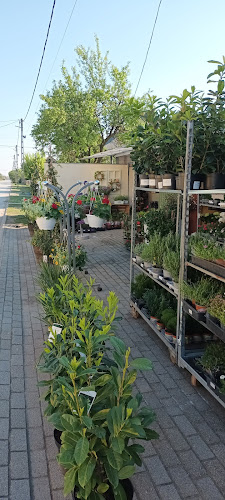 Opinii despre Tóth Virág Ajándék Üzlet în Nyíradony - Virágárus