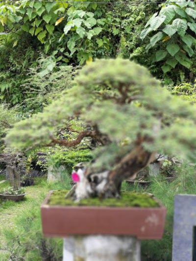 photo of Sanfong Bonsai & Art Garden