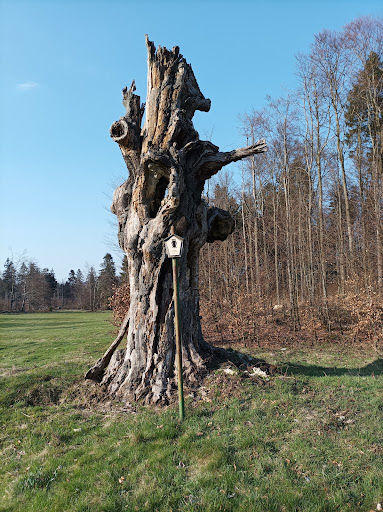 Schillerbuche - Visual