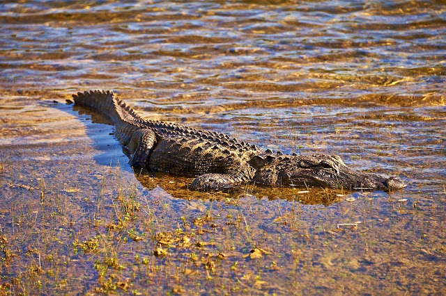 Everglades National Park