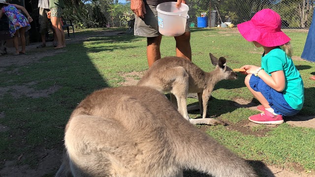 Horizons Kangaroo Sanctuary & Camp Ground