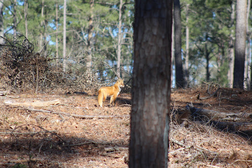Hitchcock Woods Foundation - Thumbnail