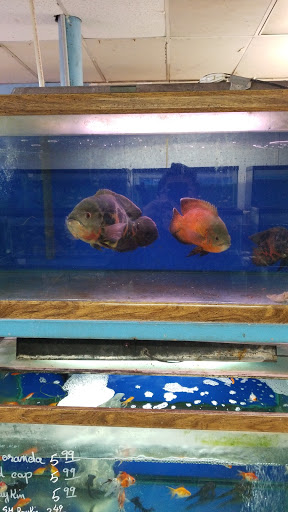 Inwood Aquarium - Thumbnail