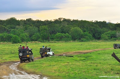 Photos of Minneriya National Park SAFARI