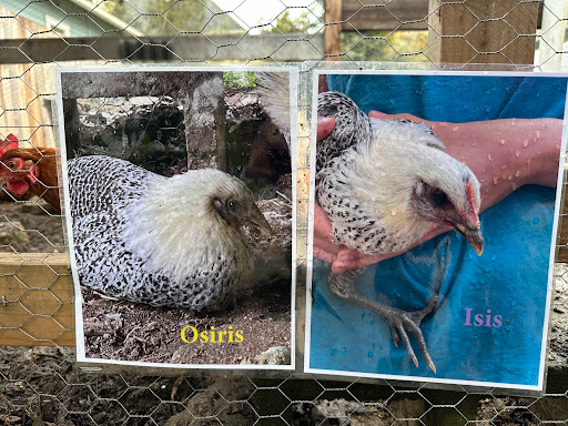 Chicken Window - Visual