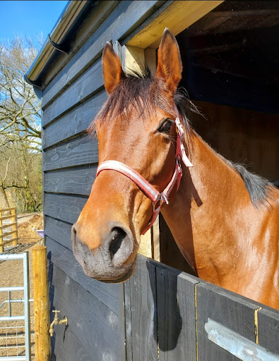 Pets & Ponies Ltd - Thumbnail
