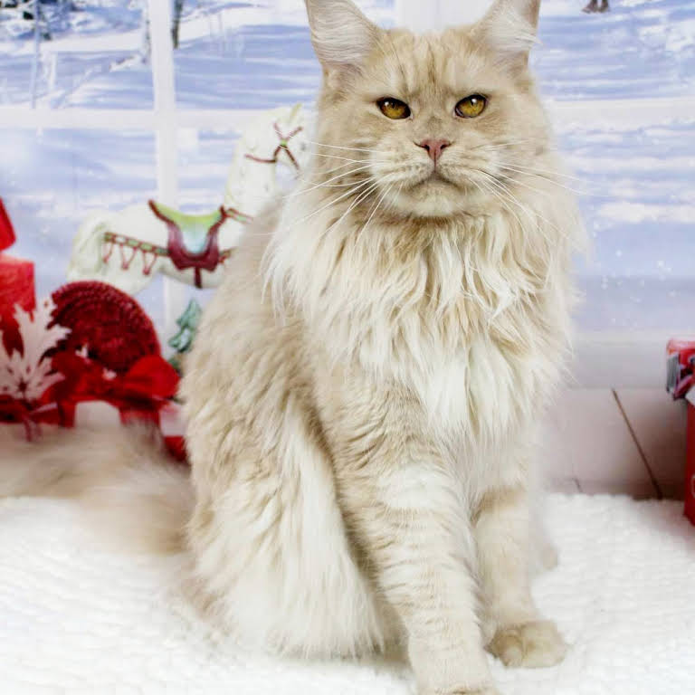 Texas Main Attraction Maine Coon Cattery - Cattery