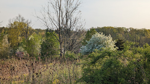 Al Reese Park - Thumbnail