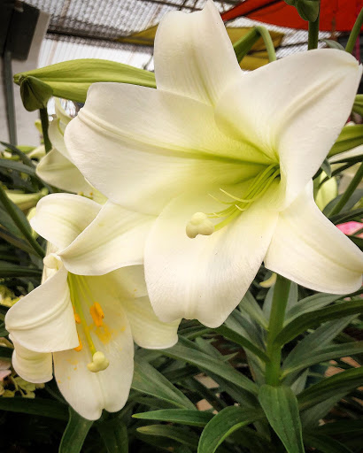 Trochta's Flowers and Garden Center - Thumbnail