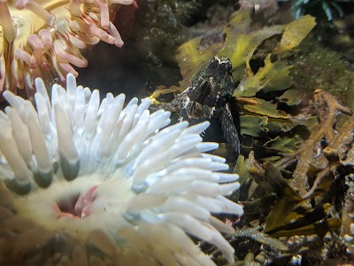 Marine Life Center