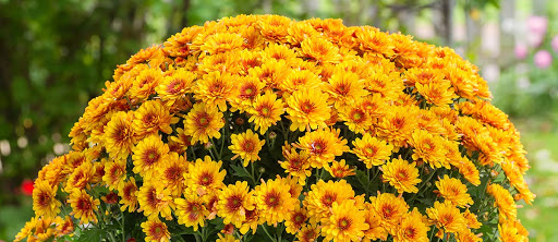 Schnucks Bloomington Floral - Thumbnail