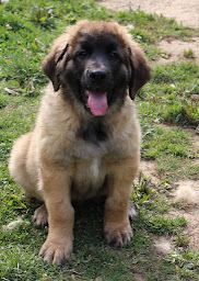 Photo n°16 de Ar Gazeg Vaen - elevage Leonberg à Saint-Coulitz (Éleveur)