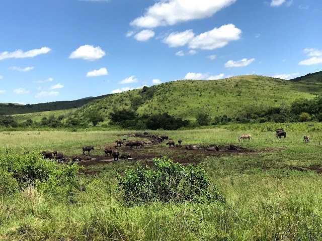 Hluhluwe–iMfolozi Park