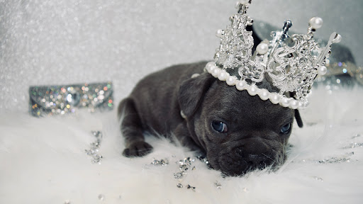 Puppies
