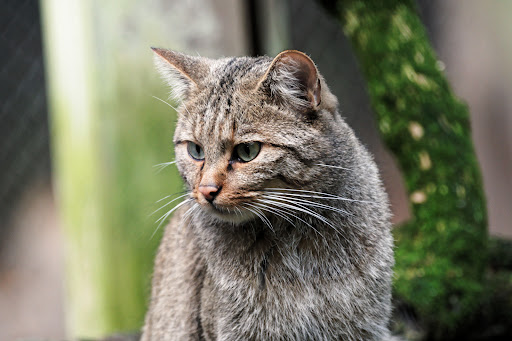Europäische Wildkatze - Thumbnail