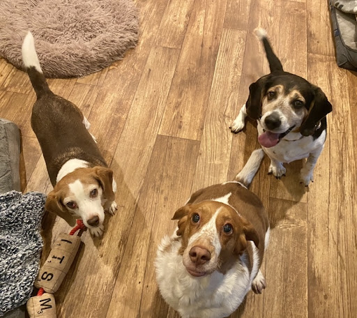 New Berlin Animal Hospital - Thumbnail