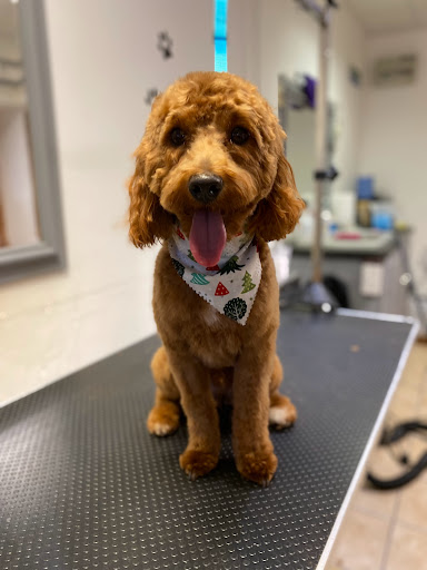 Canine Palace Dog Spa