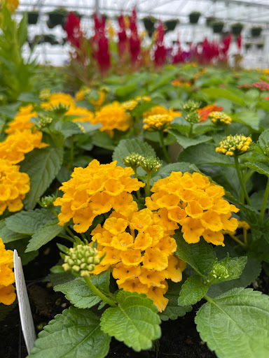 Sully's Produce LLC - Thumbnail