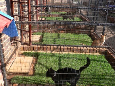 pet-store