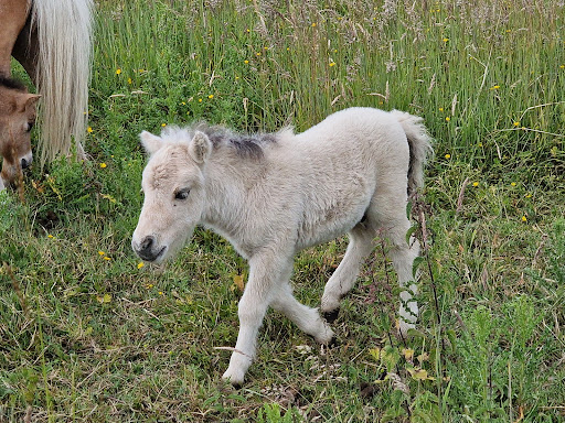 Les animaux de l'Ouvèze