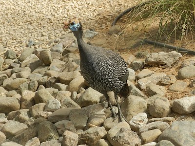 Photos of Wasit Wetland Centre