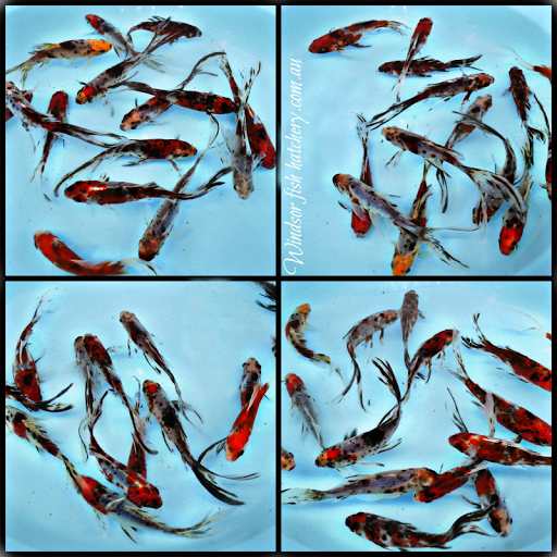 Windsor Fish Hatchery online - Thumbnail