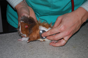 Photo n°37 de Clinique vétérinaire Univet Boulogne les Passages à Boulogne-Billancourt (Vétérinaire)