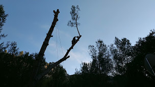 Photo n°2 de l'arborist' à Sainte-Tulle (Service d'élagage)